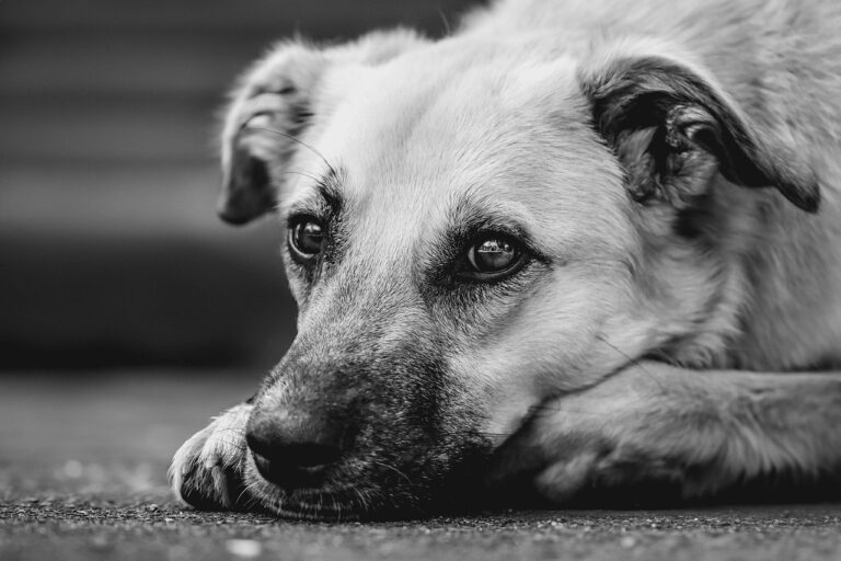 "Sad stray dog in Delhi-NCR as Supreme Court orders removal for public safety'
